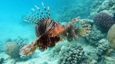 Kızıl Deniz 'deki Aslan Balığı. Kızıl Deniz' deki Aslan Balığı. Açık mavi suda yiyecek arıyor. .