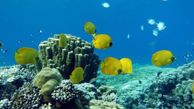 Colorful tropical fish on a coral reef, amazingly beautiful fairy world. In the coral gardens of the Red Sea.