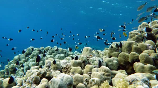 Coloridos Peces Tropicales Arrecife Coral Increíblemente Hermoso Mundo Hadas Los — Foto de Stock