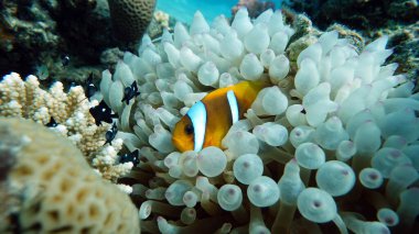 Palyaço balığı amfipriprionu (Amphiprioninae). Kızıl deniz palyaçosu balığı. Nemo. .