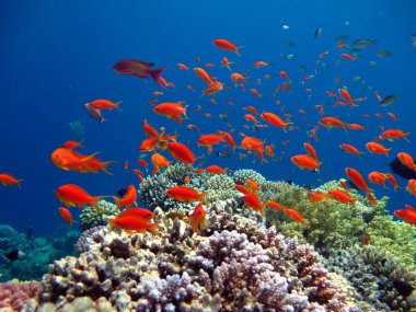 Colorful tropical fish on a coral reef, amazingly beautiful fairy world. In the coral gardens of the Red Sea.