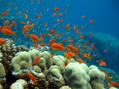 Colorful tropical fish on a coral reef, amazingly beautiful fairy world. In the coral gardens of the Red Sea.