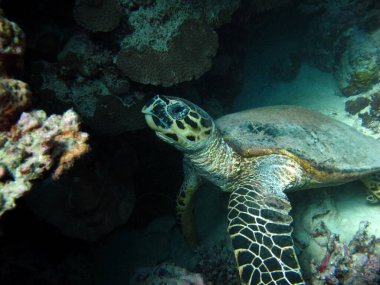 Şahin gagalı deniz kaplumbağası (CR türleri) Şahin gagalı Kaplumbağa - Eretmochelys imbricata.