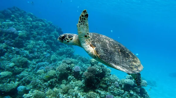 Zeeschildpad Soort Hawksbill Turtle Eretmochelys Imbricata — Stockfoto