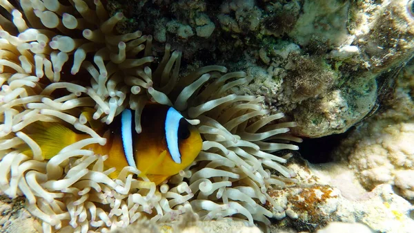 Clown Fish Amphiprion Amphiprioninae Pez Payaso Marino Rojo Nemo —  Fotos de Stock