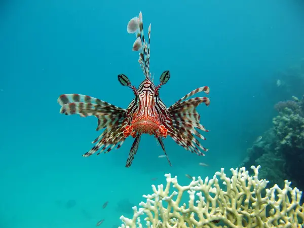 stock image Lion Fish in the Red Sea in clear blue water hunting for food .