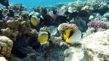 Colorful tropical fish on a coral reef, amazingly beautiful fairy world. In the coral gardens of the Red Sea.