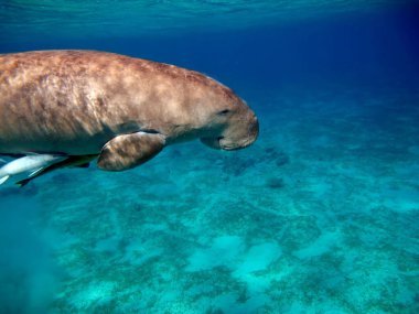 Deniz ineği. Marsa Alam 'daki Deniz İneği. Marsa Mübarek Körfezi.