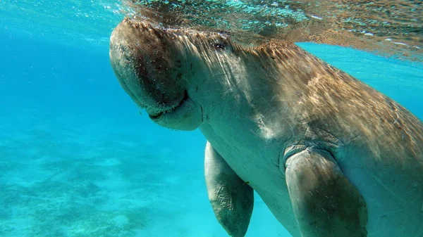 Deniz ineği. Marsa Alam 'daki Deniz İneği. Marsa Mübarek Körfezi.