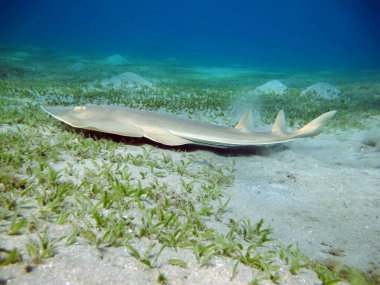 Colorful tropical fish on a coral reef, amazingly beautiful fairy world. In the coral gardens of the Red Sea.