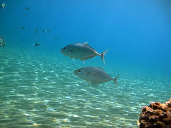 Πολύχρωμα Τροπικά Ψάρια Ένα Κοραλλιογενή Ύφαλο Εκπληκτικά Όμορφο Κόσμο Νεράιδα — Φωτογραφία Αρχείου