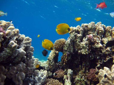 Colorful tropical fish on a coral reef, amazingly beautiful fairy world. In the coral gardens of the Red Sea.