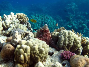 Büyük Mavi Ahtapot (Ahtapot siyanesi) Ahtapot. Kızıl Deniz Resiflerinde Büyük Mavi Ahtapot.