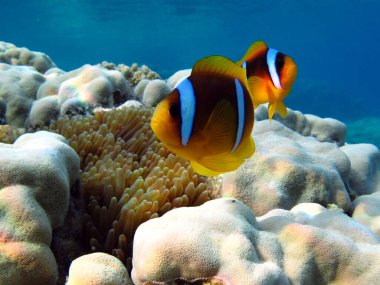 Colorful tropical fish on a coral reef, amazingly beautiful fairy world. In the coral gardens of the Red Sea.