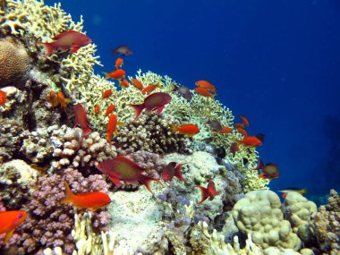 Mercan resiflerindeki renkli tropikal balıklar, inanılmaz güzellikteki peri dünyası. Kızıl Deniz 'in mercan bahçelerinde..