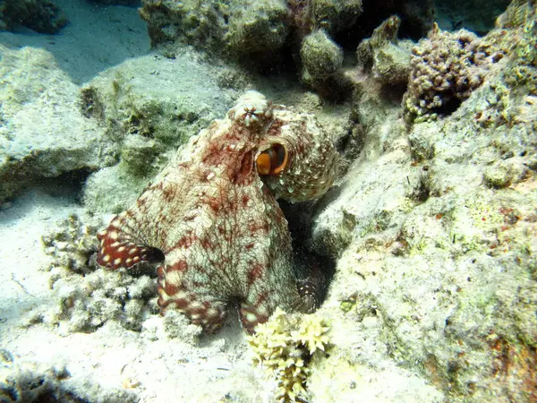 Big Blue Octopus (Octopus cyanea)Octopus. Big Blue Octopus on the Red Sea Reefs.