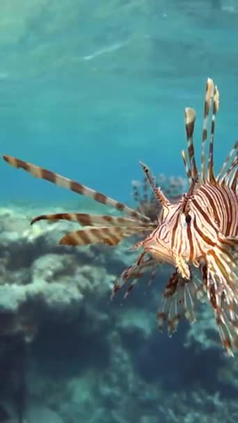 Lev Ryby Rudém Moři Průzračné Modré Vodě Lov Potravy — Stock video