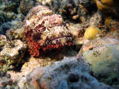 Akrep Balığı, Balık - Kemik Balığı Osteichthyes, Scorpaenidae, Düz Kafalı Akrepler.