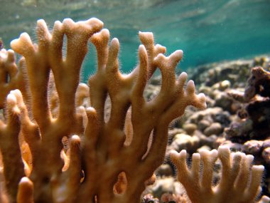 Colorful tropical fish on a coral reef, amazingly beautiful fairy world. In the coral gardens of the Red Sea.