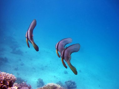 Colorful tropical fish on a coral reef, amazingly beautiful fairy world. In the coral gardens of the Red Sea.