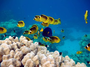 Colorful tropical fish on a coral reef, amazingly beautiful fairy world. In the coral gardens of the Red Sea.