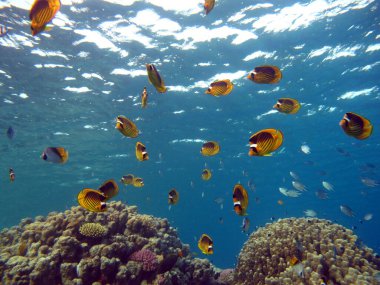 Colorful tropical fish on a coral reef, amazingly beautiful fairy world. In the coral gardens of the Red Sea.