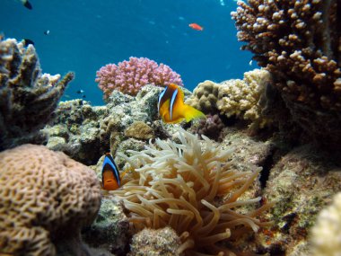 Colorful tropical fish on a coral reef, amazingly beautiful fairy world. In the coral gardens of the Red Sea.