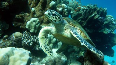 Şahin gagalı deniz kaplumbağası (CR türleri) Şahin gagalı Kaplumbağa - Eretmochelys imbricata.