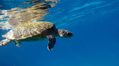 Şahin gagalı deniz kaplumbağası (CR türleri) Şahin gagalı Kaplumbağa - Eretmochelys imbricata.