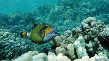 Titan TRIGERFISH Bluefin balistod veya Titan Triggerfish.