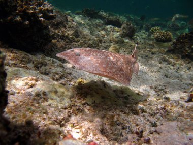 İğneli vatoz. Leopar Electric Stingray - Bu elektrikli iğne vatozu 100 cm 'ye kadar büyür ve balık ve dipteki canlılarla beslenir..