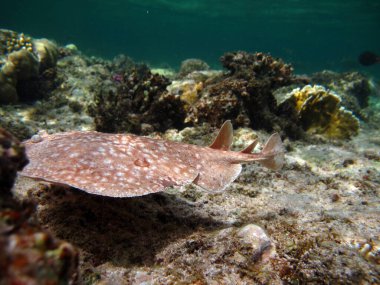 İğneli vatoz. Leopar Electric Stingray - Bu elektrikli iğne vatozu 100 cm 'ye kadar büyür ve balık ve dipteki canlılarla beslenir..