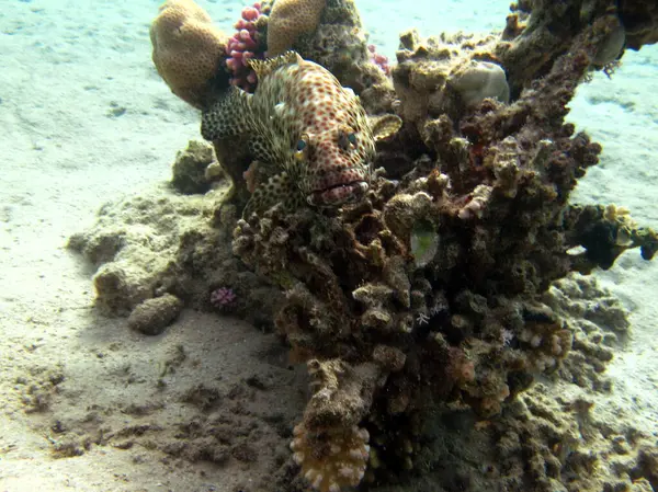 Colorful tropical fish on a coral reef, amazingly beautiful fairy world. In the coral gardens of the Red Sea.