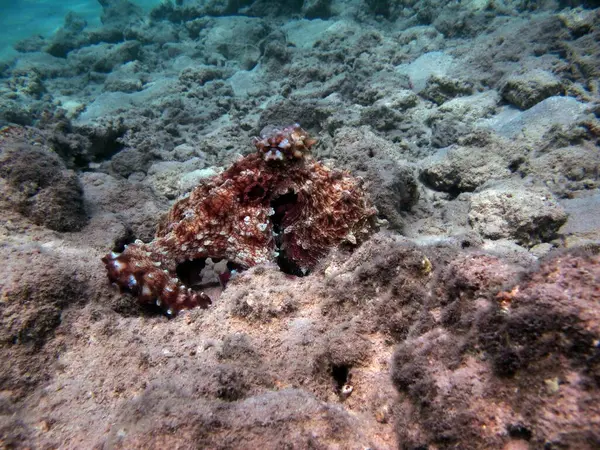 Krake Großer Blauer Oktopus Auf Den Riffen Des Roten Meeres — Stockfoto