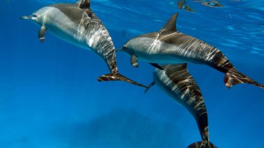 Yunuslar. Dönen yunus. Stenella longirostris, dünyanın dört bir yanındaki tropikal kıyı sularında yaşayan küçük bir yunus türü.. 