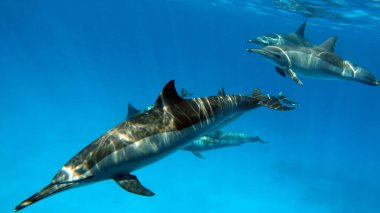 Yunuslar. Dönen yunus. Stenella longirostris, dünyanın dört bir yanındaki tropikal kıyı sularında yaşayan küçük bir yunus türü.. 