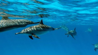 Yunuslar. Dönen yunus. Stenella longirostris, dünyanın dört bir yanındaki tropikal kıyı sularında yaşayan küçük bir yunus türü.. 