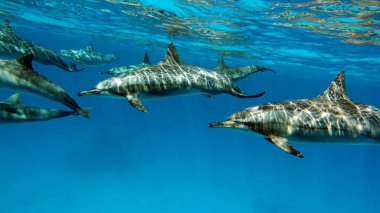 Yunuslar. Dönen yunus. Stenella longirostris, dünyanın dört bir yanındaki tropikal kıyı sularında yaşayan küçük bir yunus türü.. 