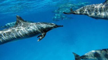 Yunuslar. Dönen yunus. Stenella longirostris, dünyanın dört bir yanındaki tropikal kıyı sularında yaşayan küçük bir yunus türü.. 