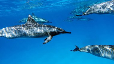 Yunuslar. Dönen yunus. Stenella longirostris, dünyanın dört bir yanındaki tropikal kıyı sularında yaşayan küçük bir yunus türü.. 