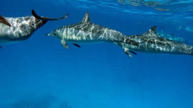 Yunuslar. Dönen yunus. Stenella longirostris, dünyanın dört bir yanındaki tropikal kıyı sularında yaşayan küçük bir yunus türü.. 