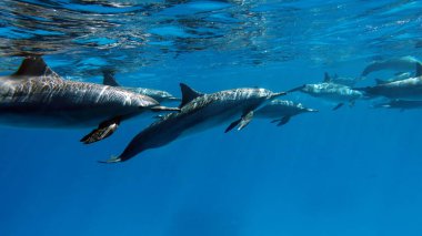 Yunuslar. Dönen yunus. Stenella longirostris, dünyanın dört bir yanındaki tropikal kıyı sularında yaşayan küçük bir yunus türü.. 