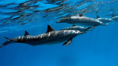 Yunuslar. Dönen yunus. Stenella longirostris, dünyanın dört bir yanındaki tropikal kıyı sularında yaşayan küçük bir yunus türü.. 