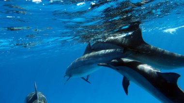 Yunuslar. Dönen yunus. Stenella longirostris, dünyanın dört bir yanındaki tropikal kıyı sularında yaşayan küçük bir yunus türü.. 