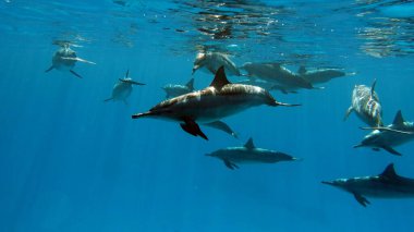 Yunuslar. Dönen yunus. Stenella longirostris, dünyanın dört bir yanındaki tropikal kıyı sularında yaşayan küçük bir yunus türü.. 