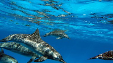 Yunuslar. Dönen yunus. Stenella longirostris, dünyanın dört bir yanındaki tropikal kıyı sularında yaşayan küçük bir yunus türü.. 