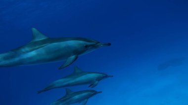 Yunuslar. Dönen yunus. Stenella longirostris, dünyanın dört bir yanındaki tropikal kıyı sularında yaşayan küçük bir yunus türü.. 