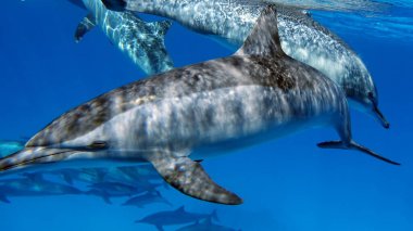 Yunuslar. Dönen yunus. Stenella longirostris, dünyanın dört bir yanındaki tropikal kıyı sularında yaşayan küçük bir yunus türü.. 