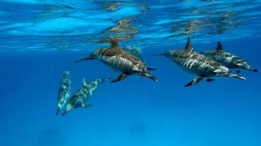 Yunuslar. Dönen yunus. Stenella longirostris, dünyanın dört bir yanındaki tropikal kıyı sularında yaşayan küçük bir yunus türü.. 