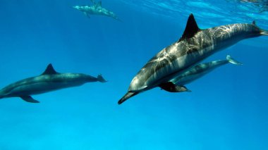 Yunuslar. Dönen yunus. Stenella longirostris, dünyanın dört bir yanındaki tropikal kıyı sularında yaşayan küçük bir yunus türü.. 